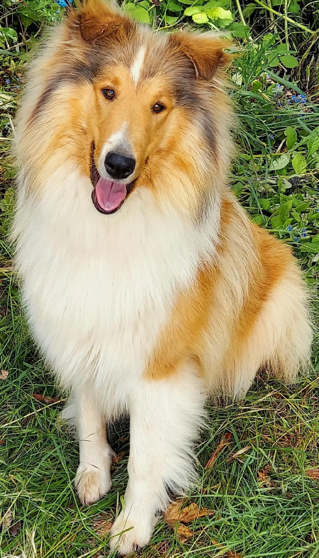 Rough Collies 101 Doggy Haven LLC